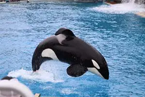 Niagara Falls Marineland Niagara Falls Marineland